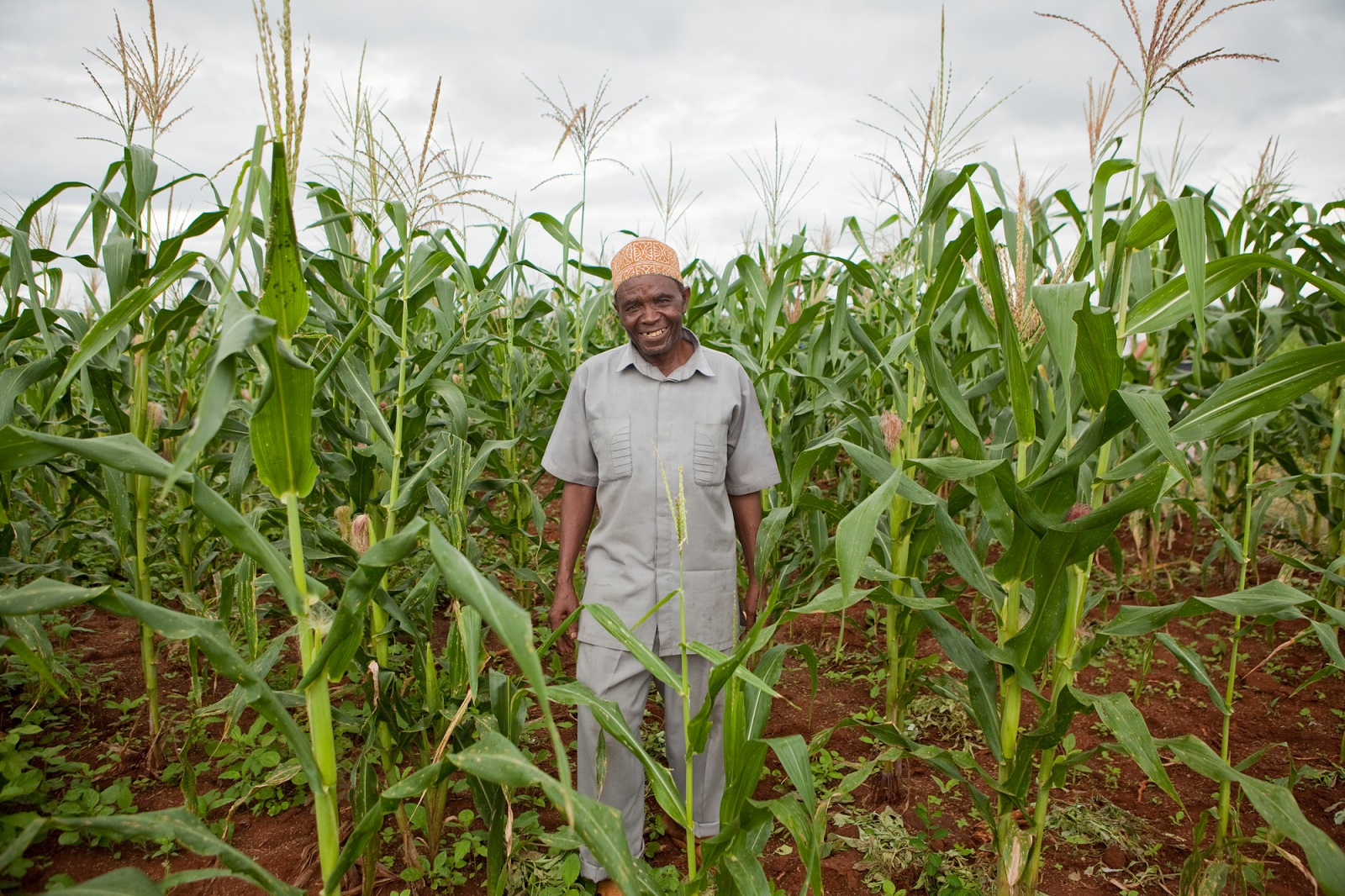 Portrait of Abdullahi Muzuzuri, 73 standing in a maize field, in Mazizi village, Morogoro region. Tanzania. 