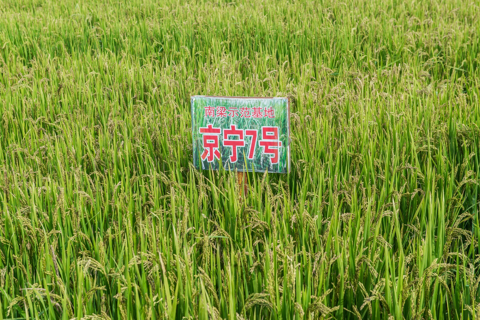图片说明：能够实现稳定高产、具备抗旱抗涝等特性的 “绿色超级稻” 在宁夏的试验田。