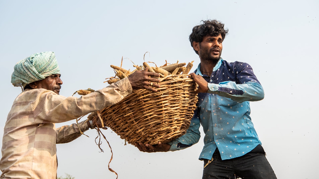 Farmers with some of their millet crop in Faridpur Nitarra, Uttar Pradesh.