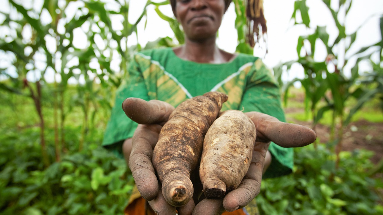 A sweet potato variety that is rich in vitamin A is now widely available in eastern and southern Africa.