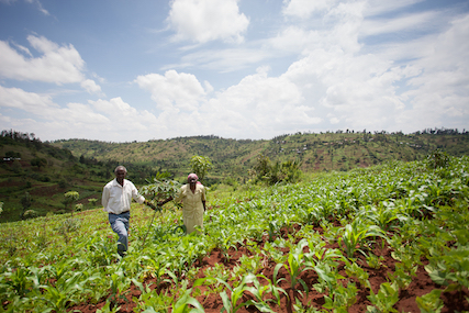 cassava farmers