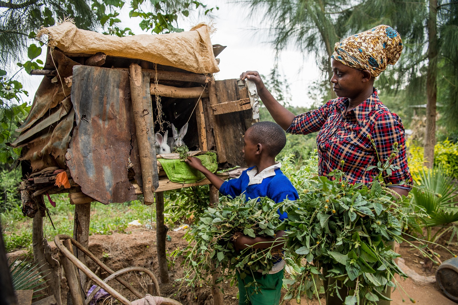 Marietta Mwikali works with her son Japhath on her smallholder farm in Wote, Kenya on March 4, 2021. Climate change is having a significant impact upon smallholder, African farmers in the form of irregular rains and drought. 