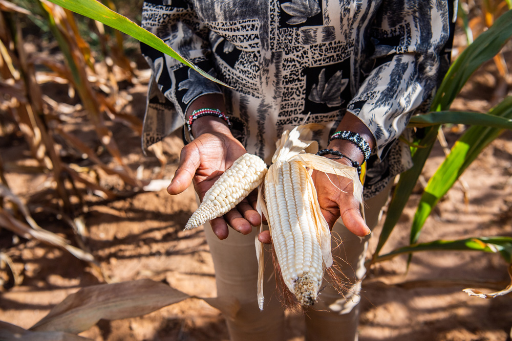 A farmer compares her recycled maize with her larger hybrid climate-resistant maize in Machakos, Kenya.